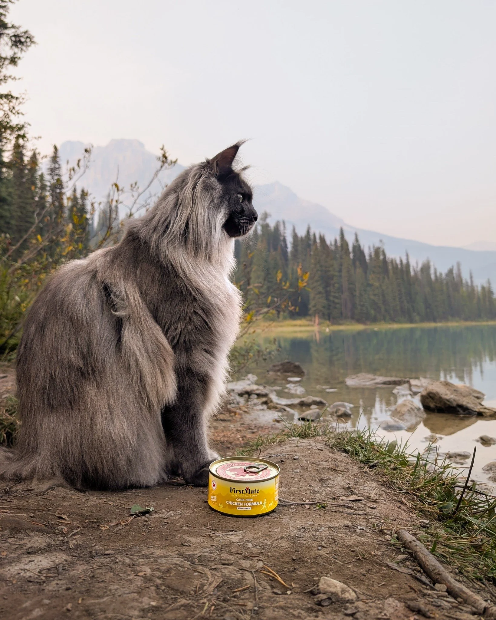 Enjoying cool autumn mornings with great view and a nutritious breakfast of FirstMate's Cage-Free Chicken Formula. 🌄🍂