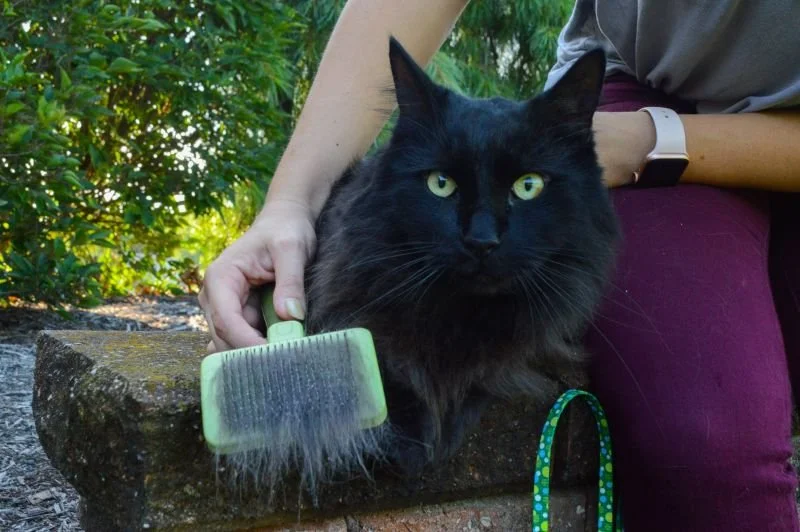 Does your cat help put the &quot;fur&quot; in &quot;furniture?&quot; 😸

Safari by Coastal brushes gently remove excess fur and help reduce shedding. These brushes are designed for a variety of coat lengths, so there is something for every cat. Stop 