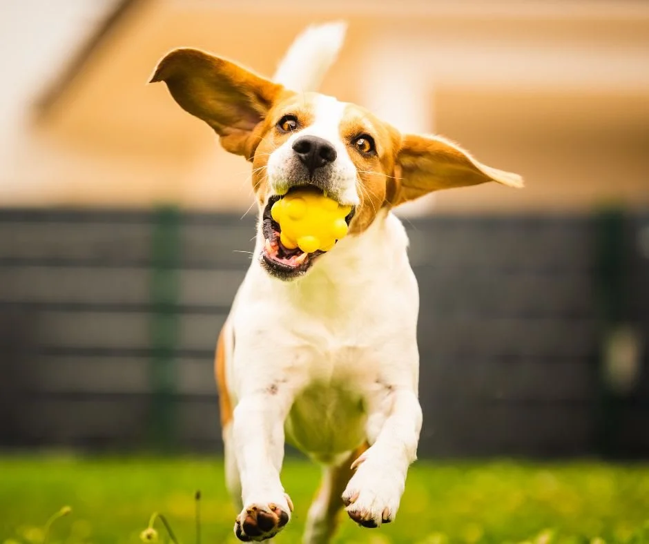 There&rsquo;s nothing quite like the pure happiness in your dog&rsquo;s eyes when you throw that ball. It&rsquo;s more than a game&mdash;it&rsquo;s trust, bonding, and tail-wagging joy in every toss. 

Take a break today and play a little fetch&mdash