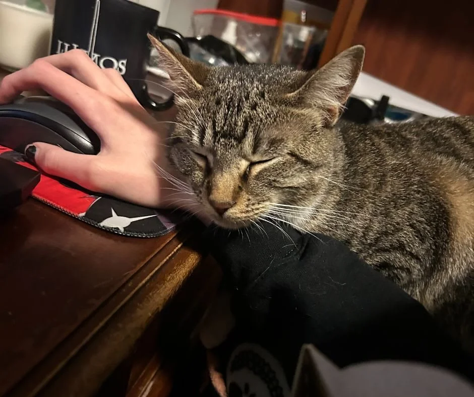 Cozy season begins - no work can be done until further notice. 🐱❤️