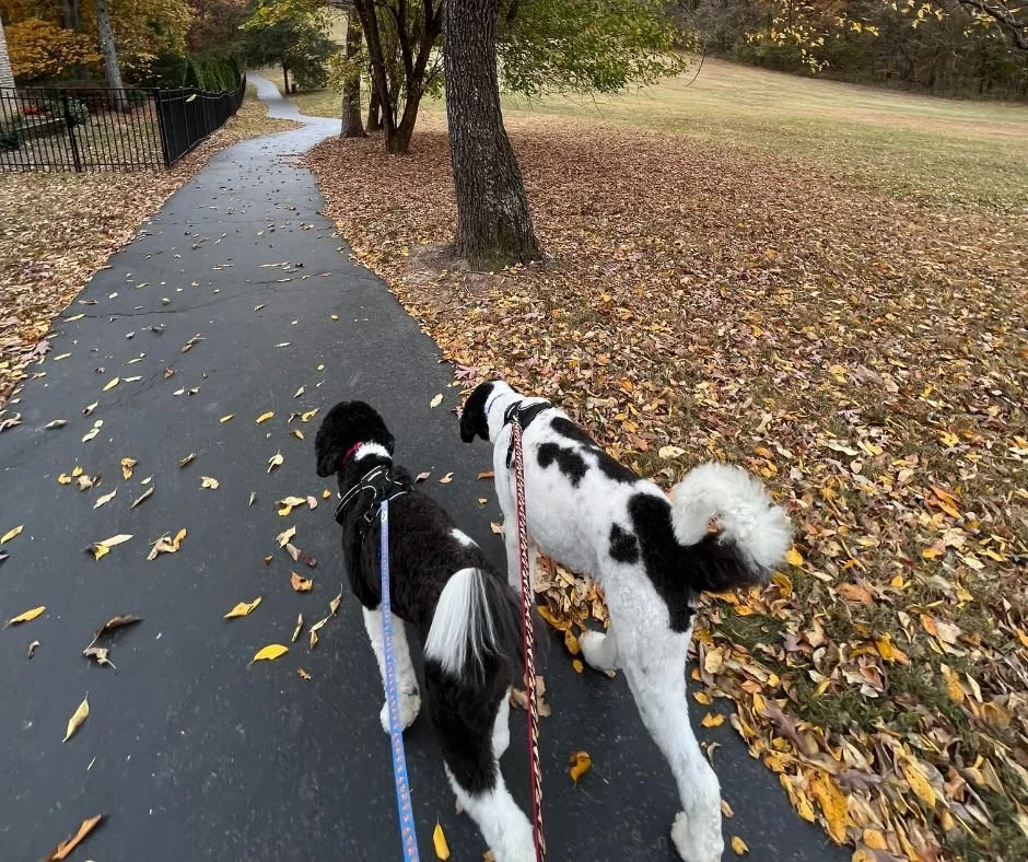 Fall walks are some of the best walks of the year! 🐾 Where is your favorite place to go on a walk with your pup? 🍂
