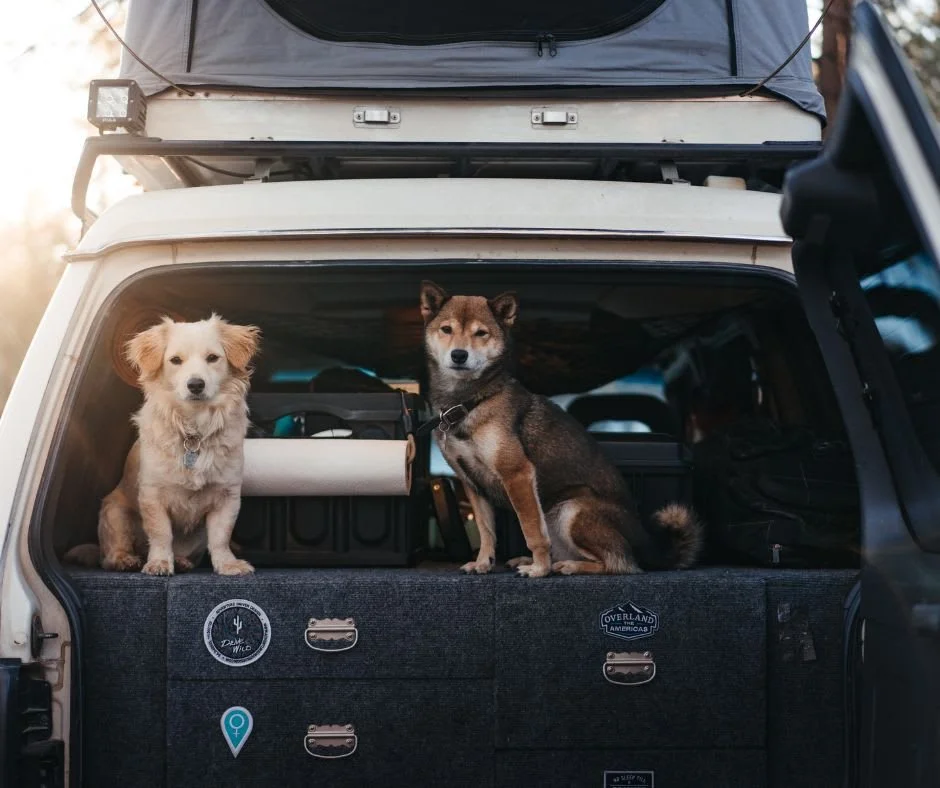 Fall adventures are calling&hellip; and the backseat crew is ready! 🍂🐾 Where are you and your pups headed this season?