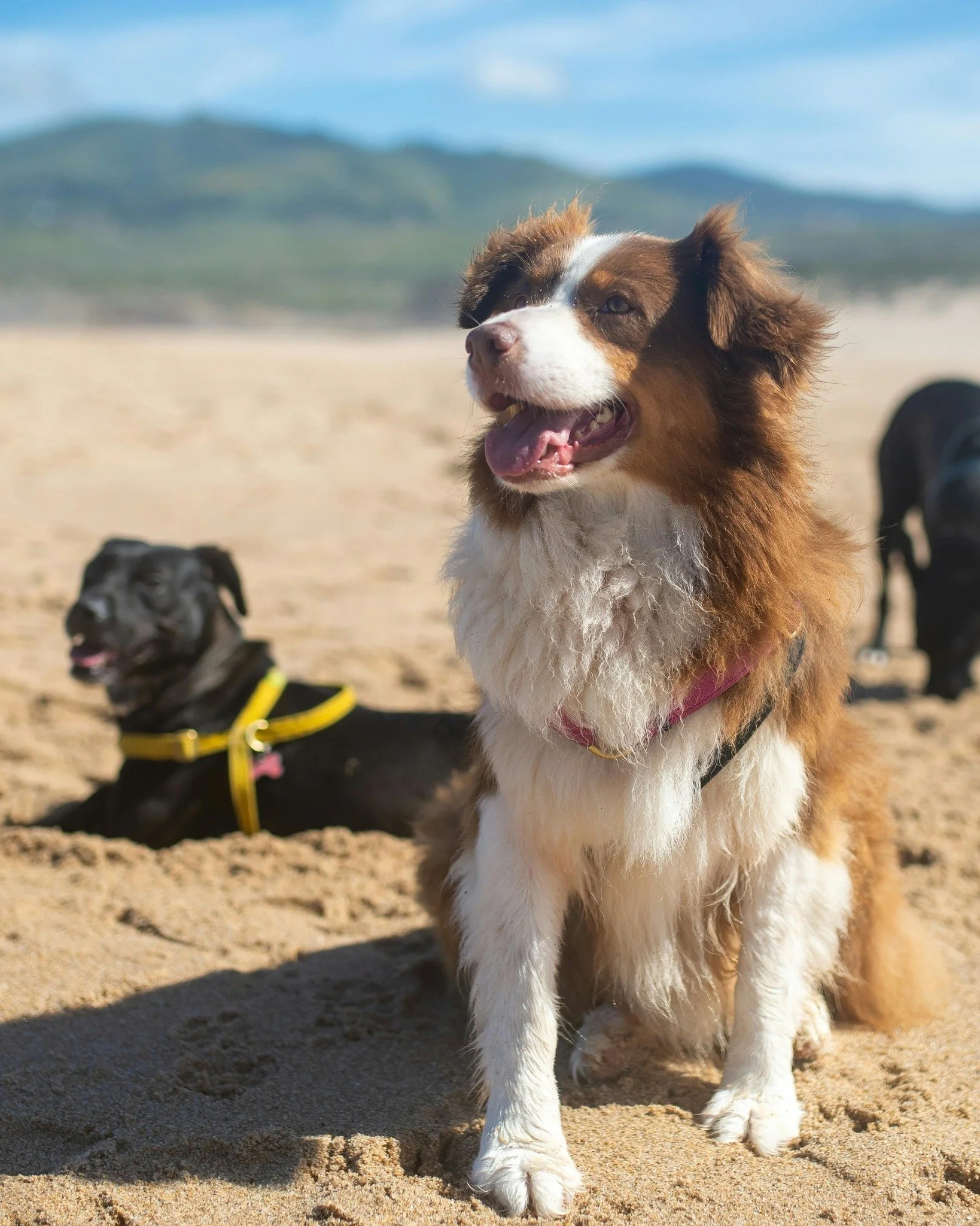 ☀️🐕 It&rsquo;s getting hot around here...

And while you might love the sunshine, your pup could be at risk. This quick-reference chart from @EarthAnimal1979 will help you know when it&rsquo;s safe to play - and when it&rsquo;s time to stay inside.
