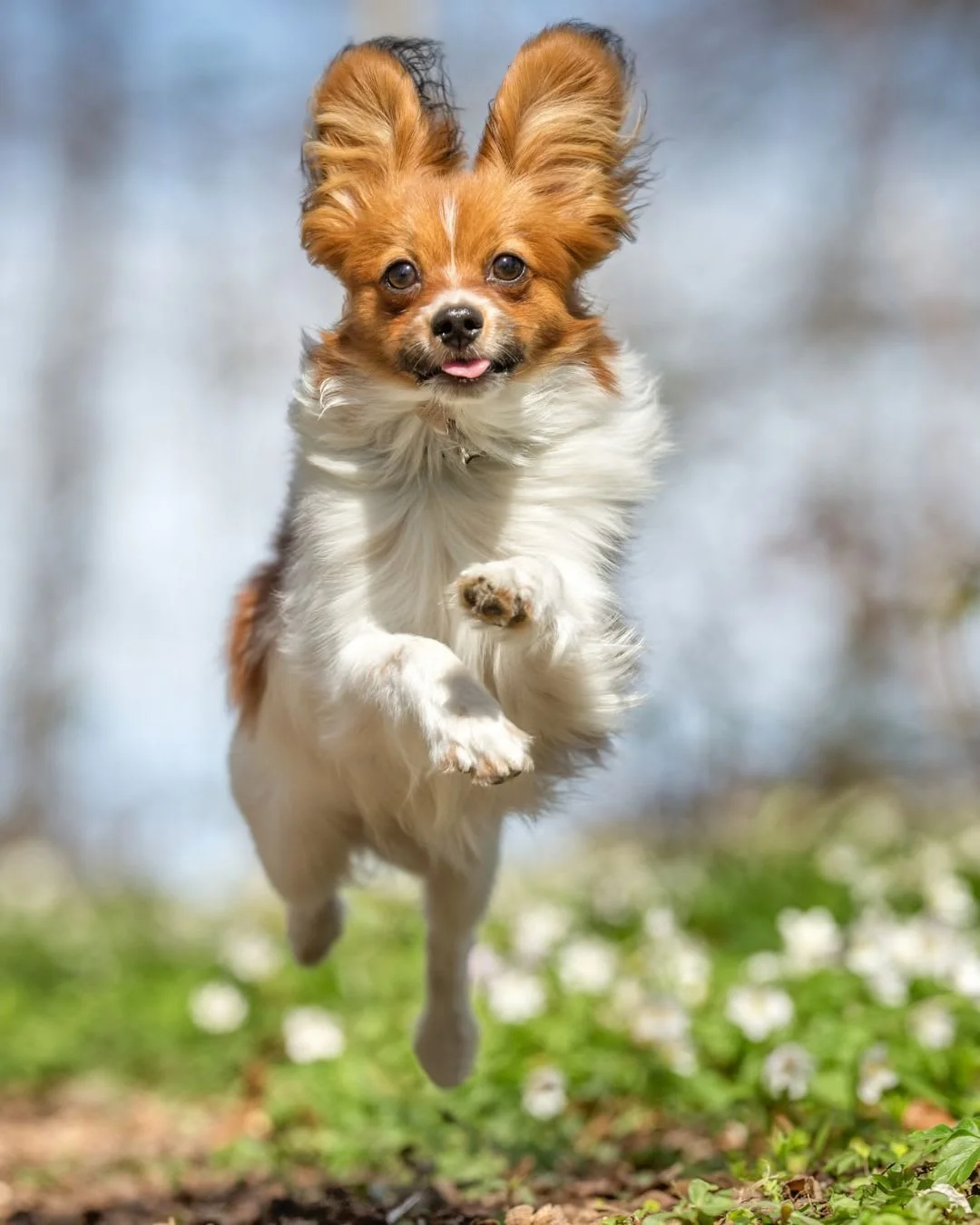 Spring zoomies coming through 🌸🐕

When activity levels suddenly increase, soft tissue injuries become more common in early spring.

Before longer play sessions:
🐾 Start with a 5 minute leash walk warm-up
🐾 Gradually increase fetch distance
🐾 Wat