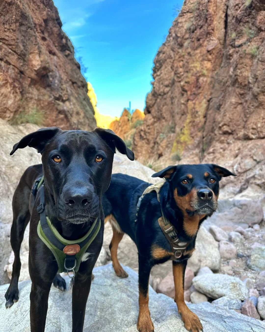 Longer days are calling. 🌄🐾 

Spring is the perfect time to ease back into outdoor adventures. Gradually increase activity after winter so muscles and joints adjust comfortably. 

A little preparation makes spring outings even better. 🙌