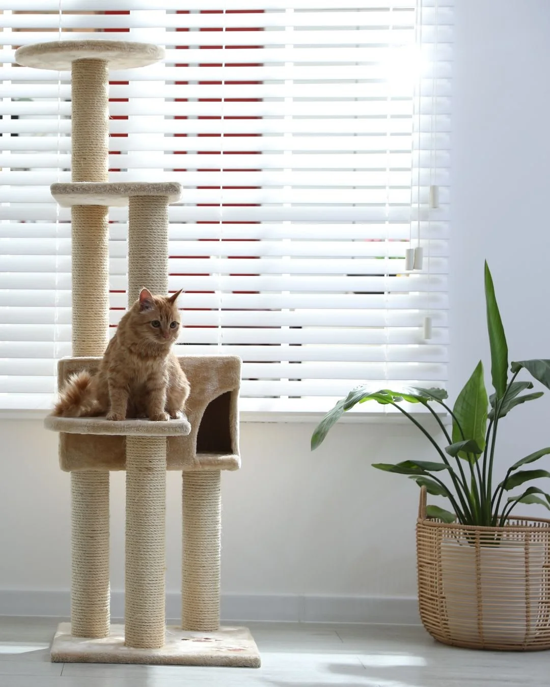 Myth: Indoor cats are not affected by seasonal changes.

Fact: Increased daylight in spring can shift sleep cycles, appetite, and energy levels in indoor cats. 🌞🐈

Longer daylight often triggers more playful behavior and vocalization.

Make sure th