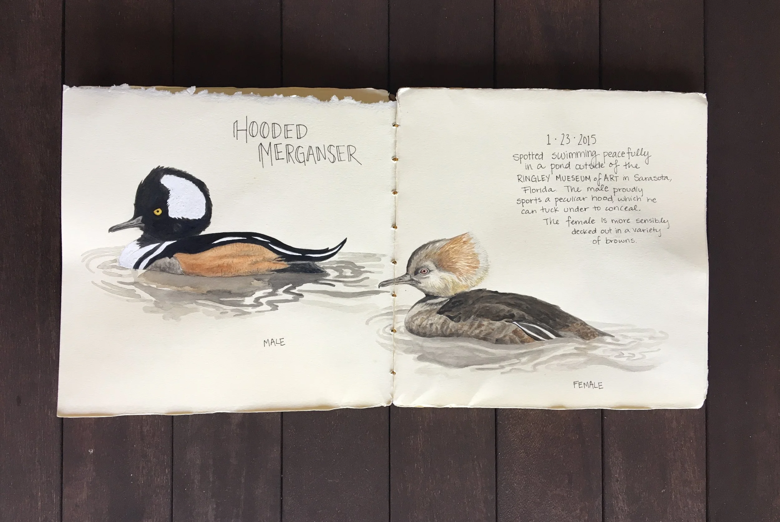 Hooded Mergansers.