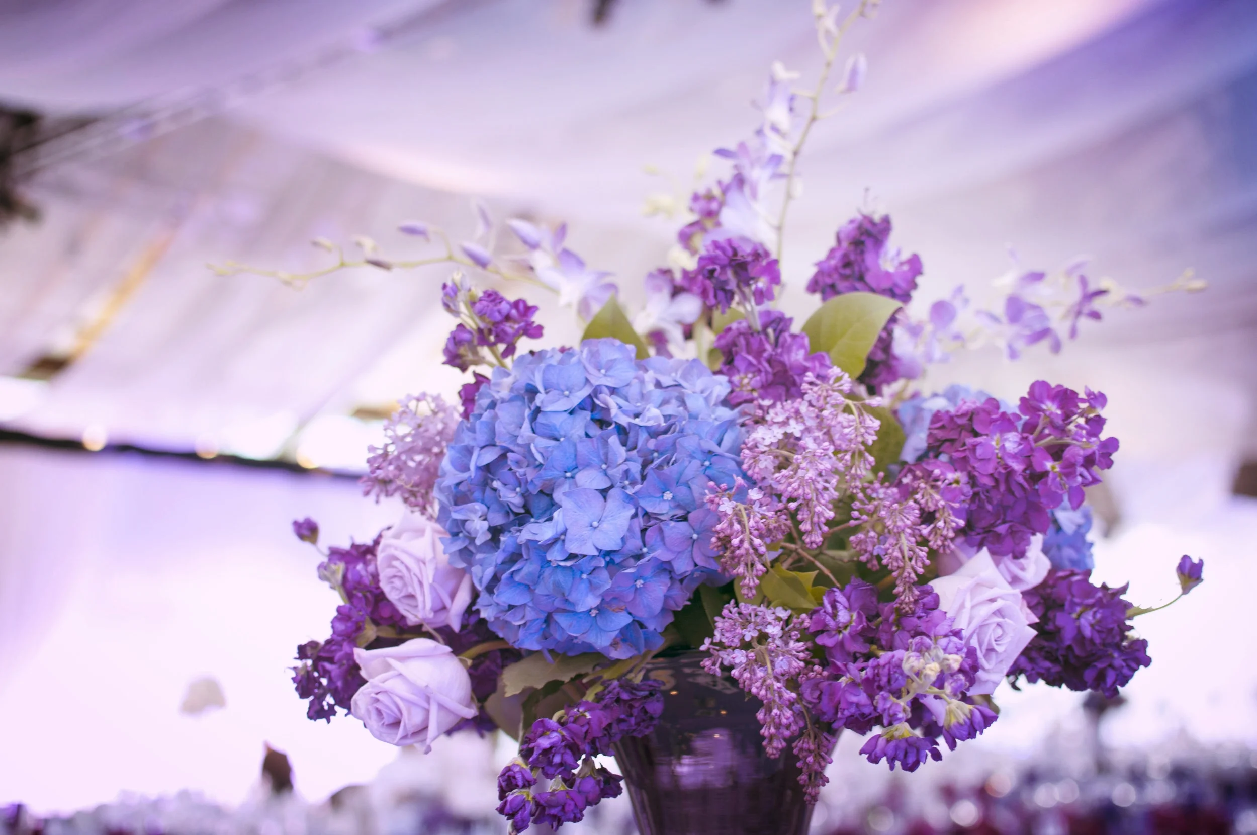 alzgala009_18532652689_o.jpg