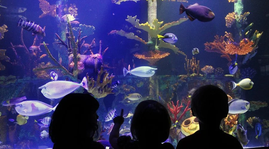  Enjoy a day in Duluth! Visit the Great Lake Aquarium and grab lunch a Wrecktangle Pizza. 
