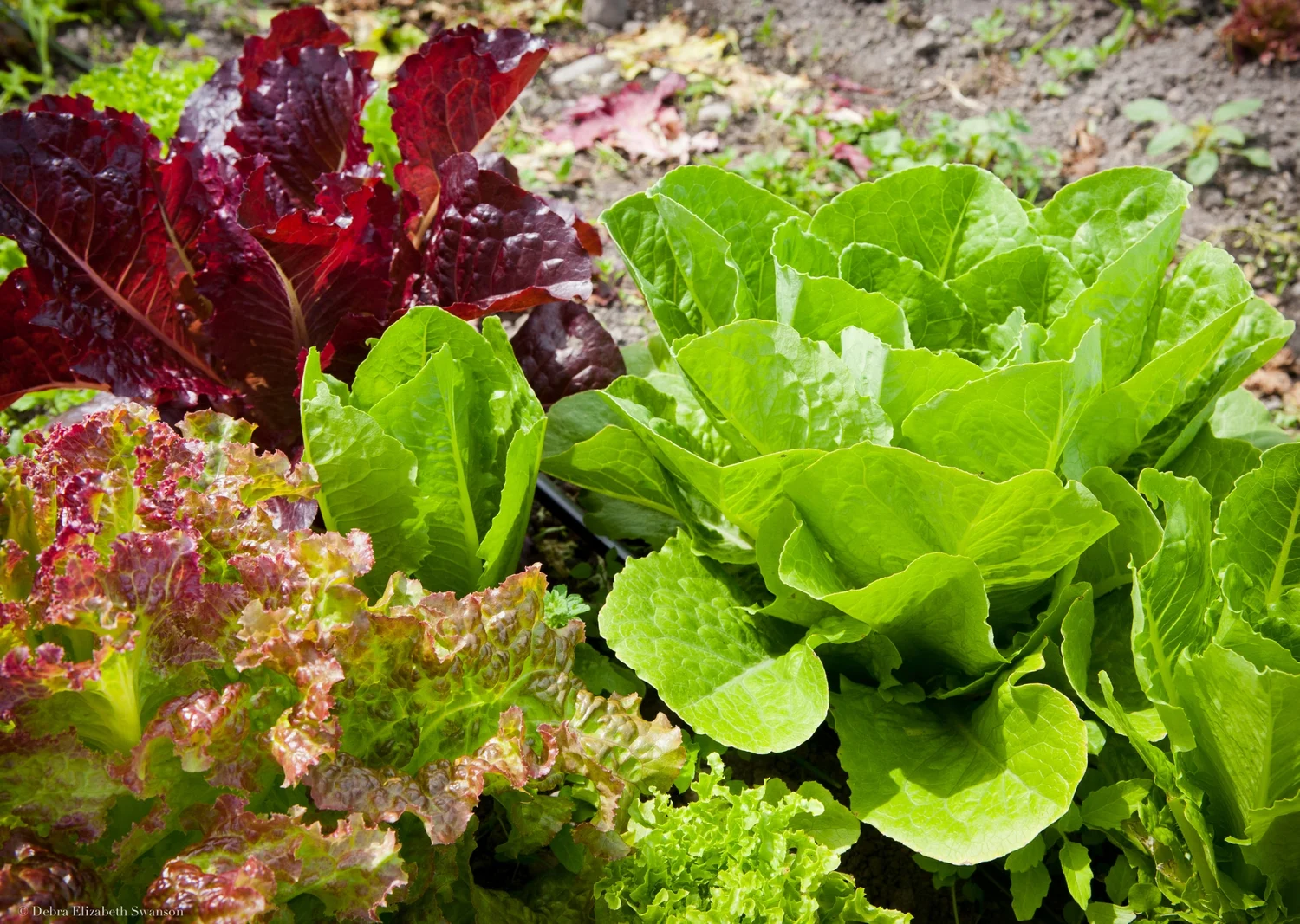 rot kriechender thymian Kaufen Sie kriechenden Thymian Thymus praecox 'Coccineus' rosaroten Thymian