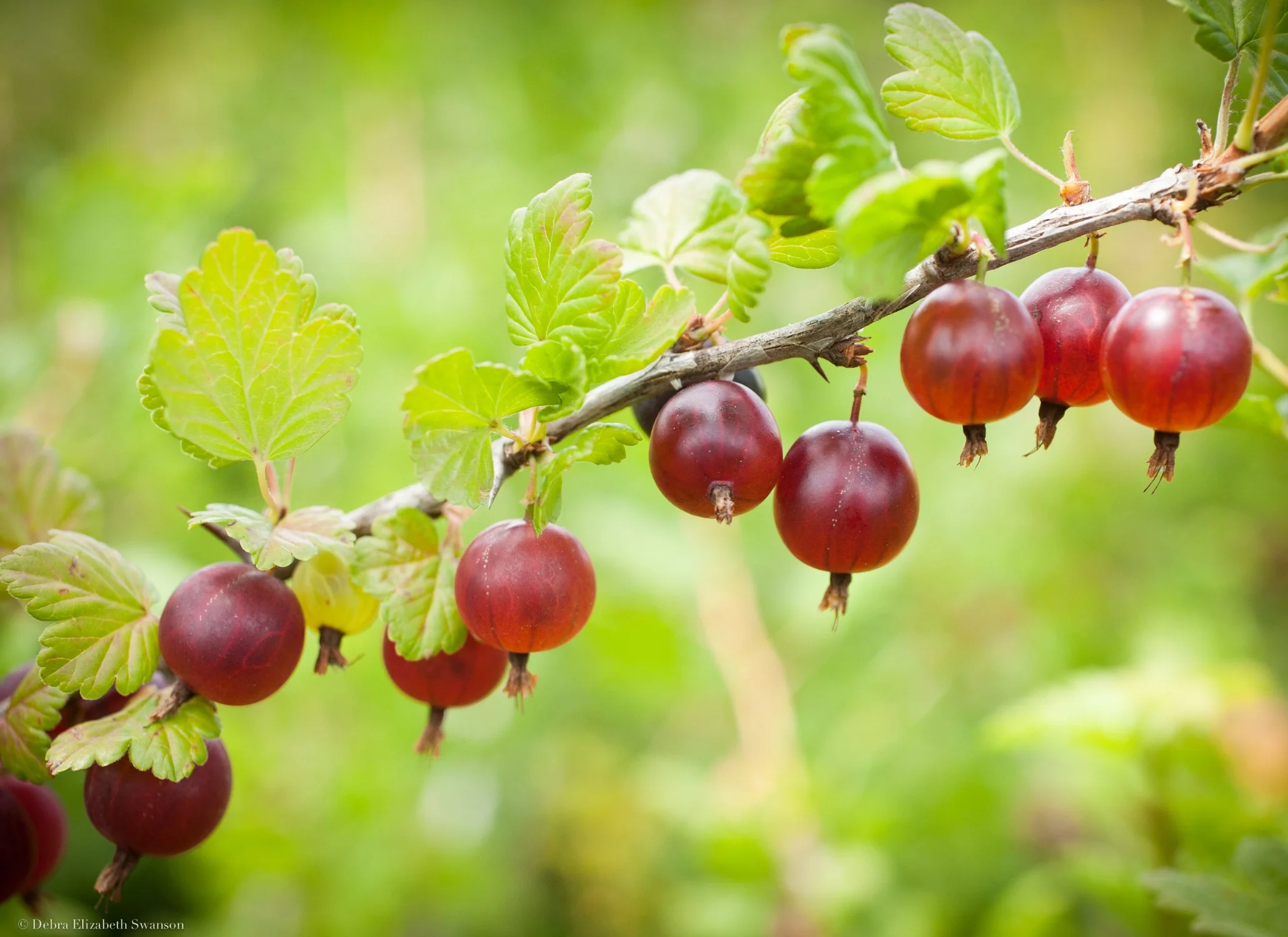 Spring Rain Farm 2016-95.jpg