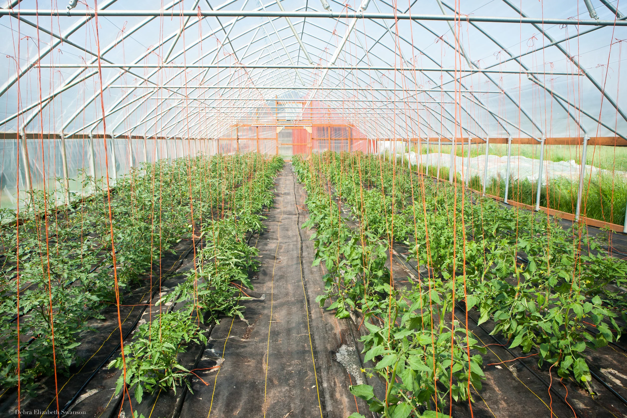 Spring Rain Farm 2016-1.jpg