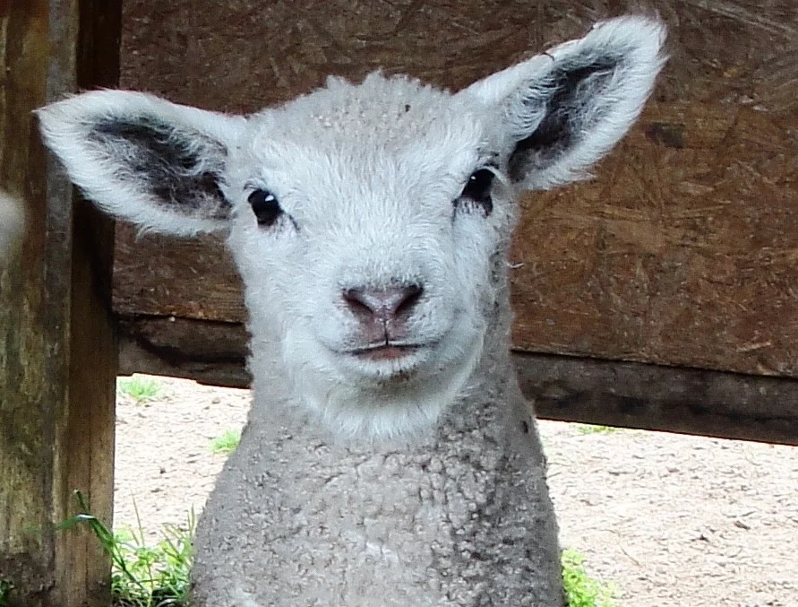 wool in a basket.jpg