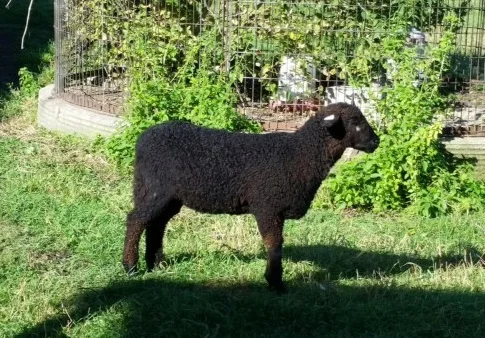 black ewe.jpg