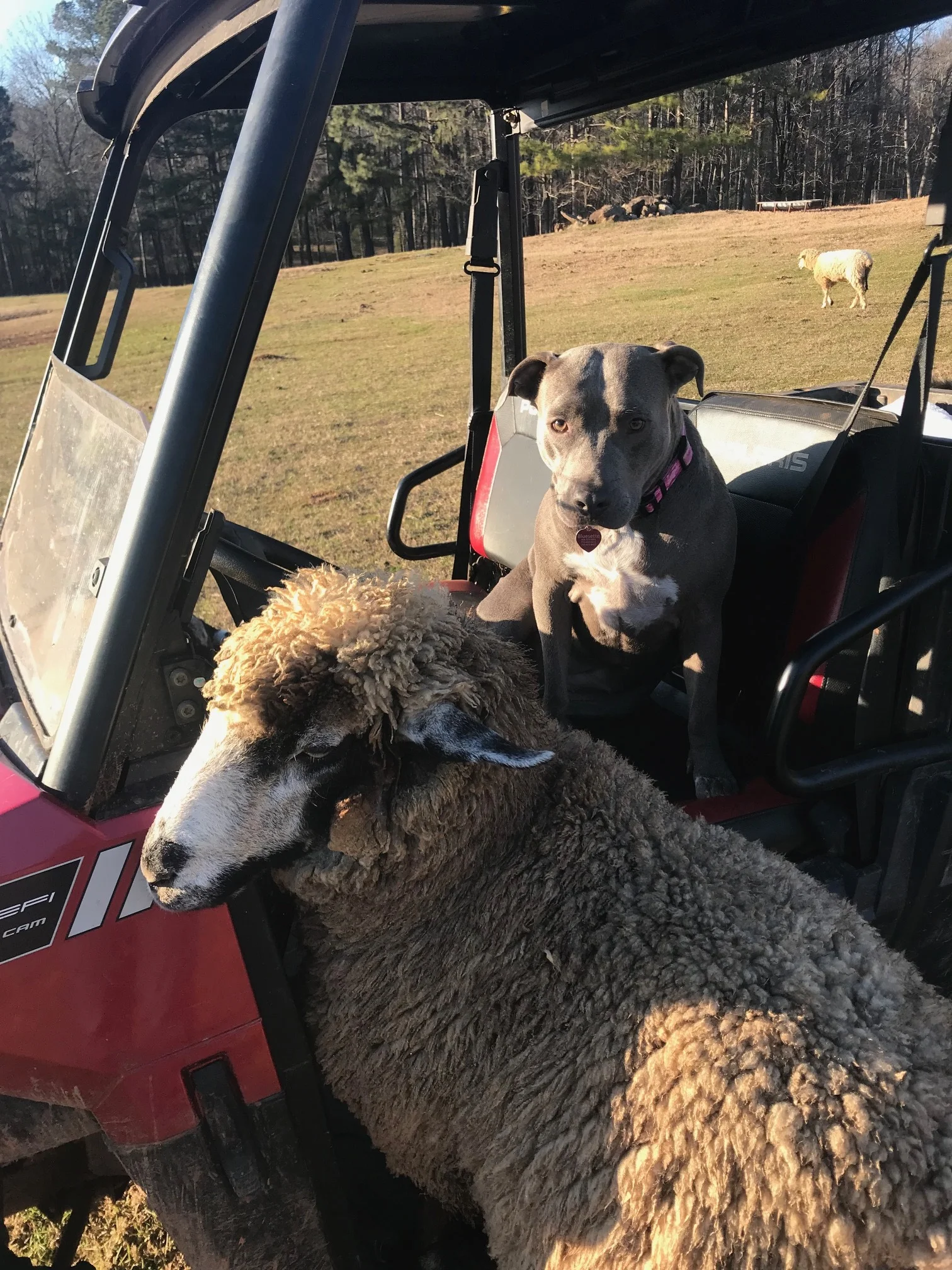 The breed is curious and gregarious. Pollyanna’s fleece is getting in the way of her Polaris ride., plus the dog is on her seat!