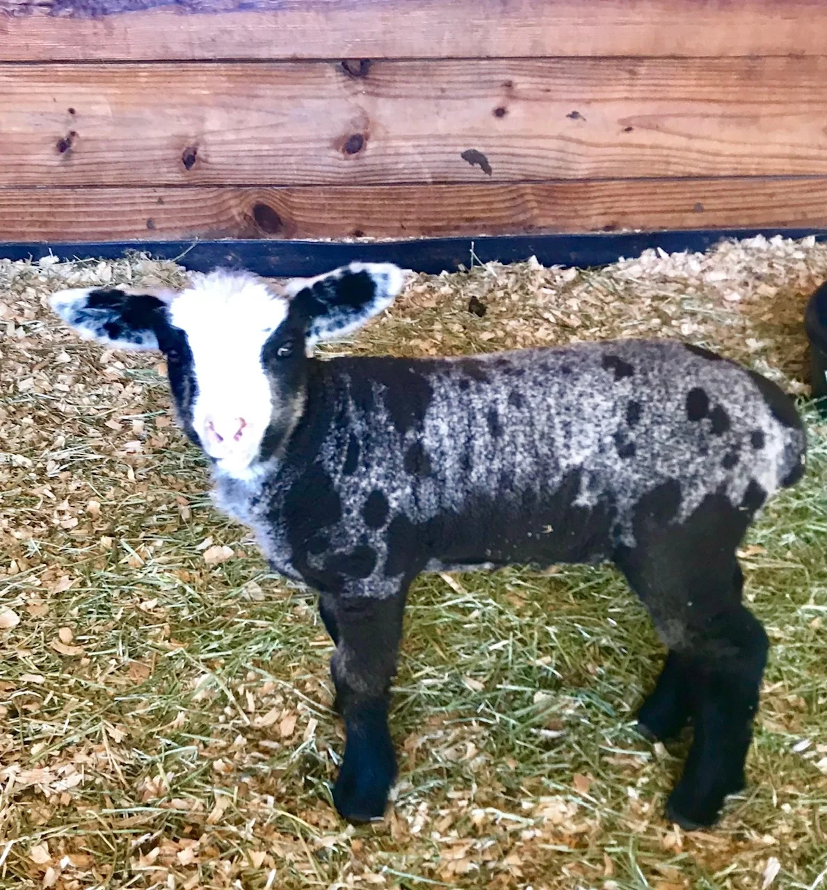 A two week old Romeldale ram lamb showing off his spots!