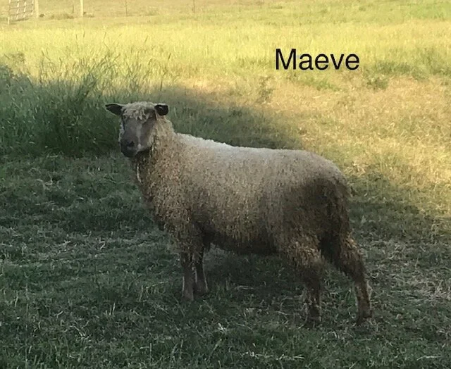Maeve Sheep.jpg