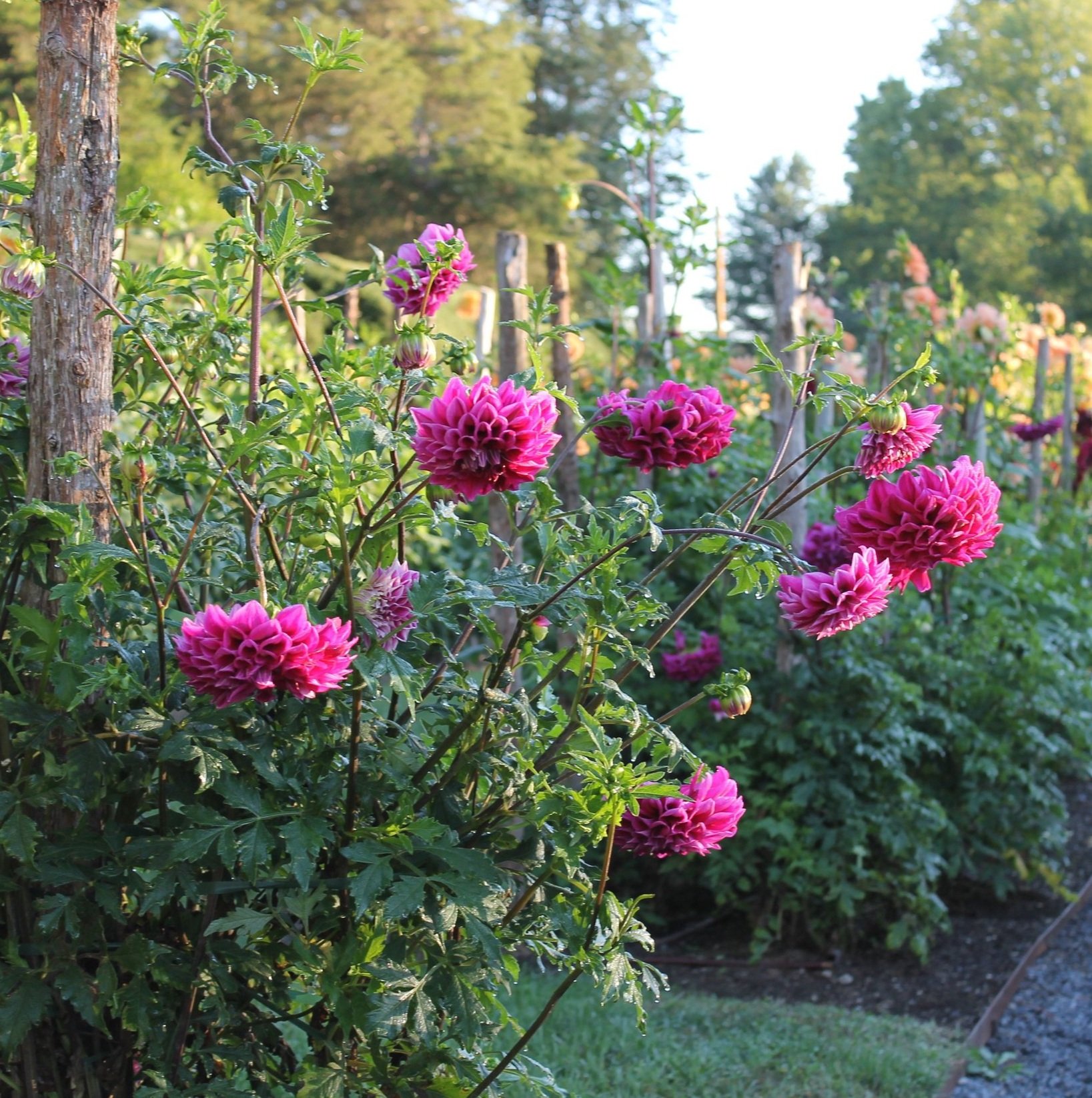 Dahlia 'Jolene' — Queen Valley