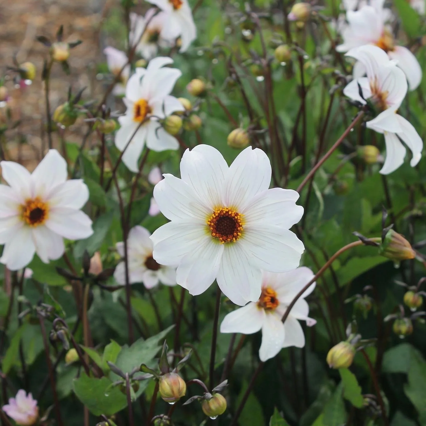 Dahlia 'Little Zephyr' — Queen Valley