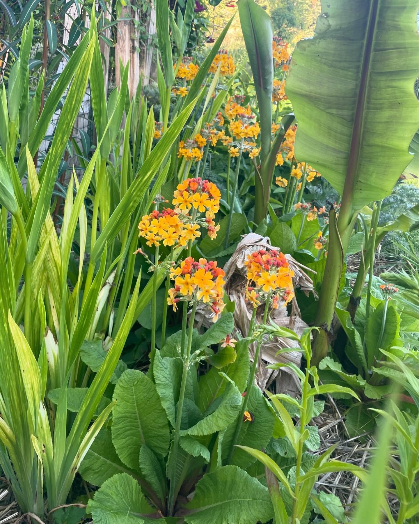 Bulley&rsquo;s Primrose, #primulabulleyana, a candelabra primrose thriving in moist rich part sun and unbothered by deer. 🌞