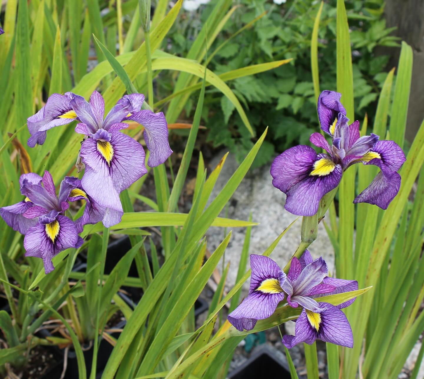 A few of the plants you will find at our sale this Saturday: Iris pseudata in bloom, Phlomis tuberosa, Rosa pteracantha. 

#irispseudata #phlomistuberosa #rosasericeapteracantha