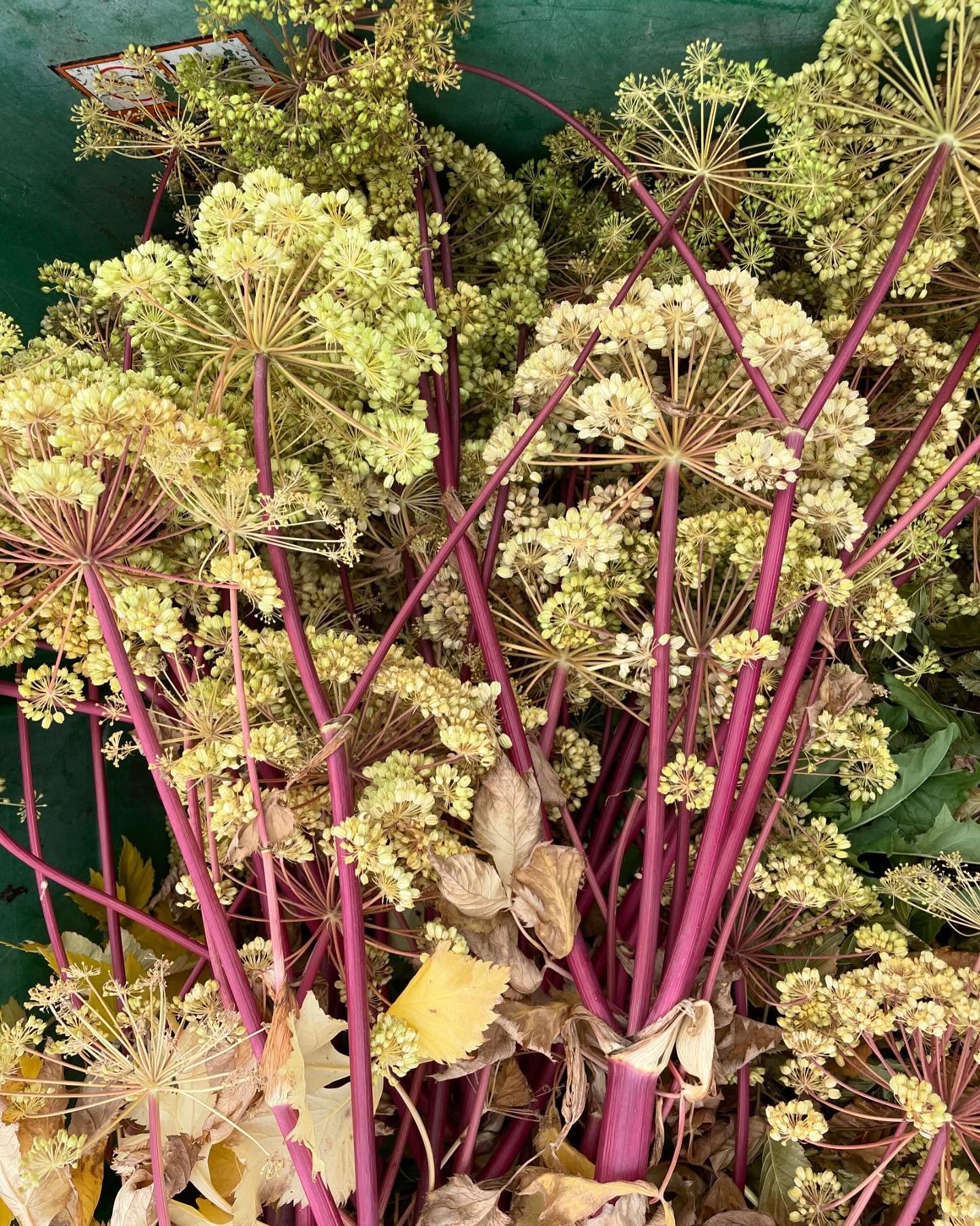 The exquisite color of Angelica archangelica stalks and sees heads. #angelicaarchangelica