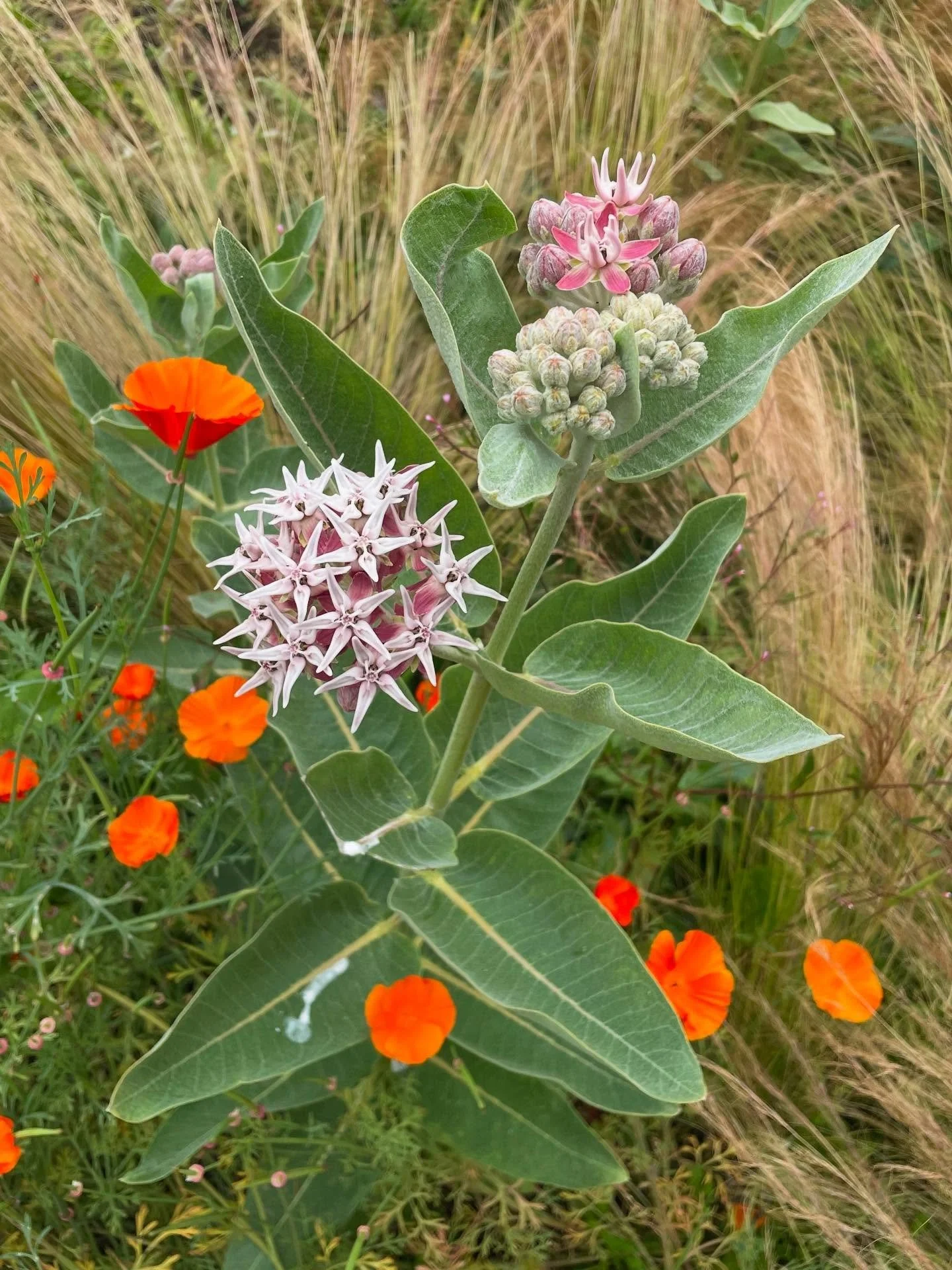 Showy Milkweed- every garden needs it. Such a stunning ornamental addition to the sunny , deer resistant garden. And HIGH pollinator value, both as host plant and nectar source. Plants available at @sunset.builders #asclepiasspeciosa
