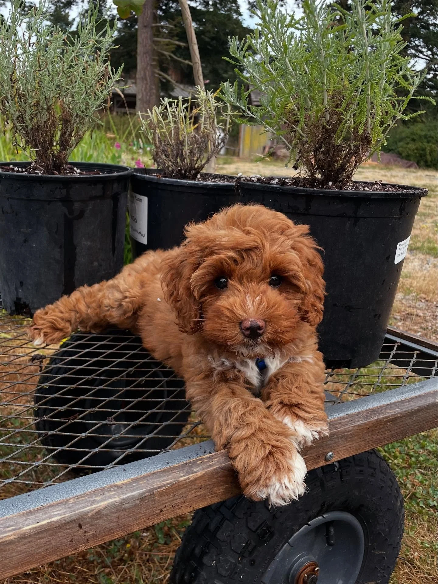 Rosie Riveter Teal-Sullivan.  The newest member of our farm family. Keeping me company as the #santolina gets bumped up.
