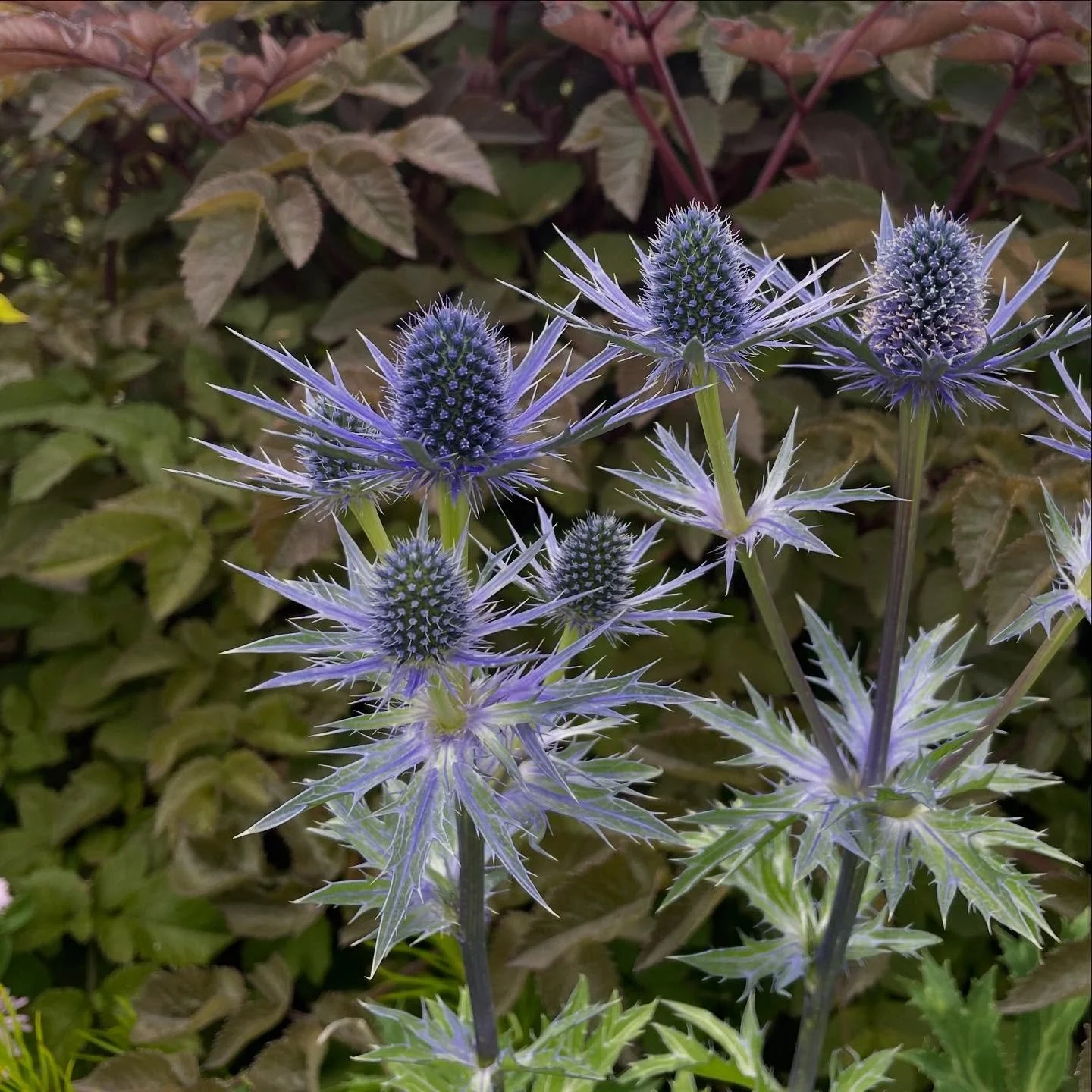 PLANT SALE this weekend! Saturday and Sunday 10-4. Great plants at great prices. Can&rsquo;t wait to see you rain or shine.