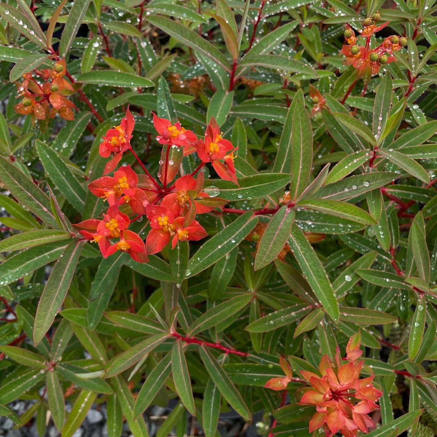 Today is our LAST day of the final PLANT SALE of the year! Great plants , great prices. 10-4. 

#angelicaarchangelica #euphorbiagriffithii