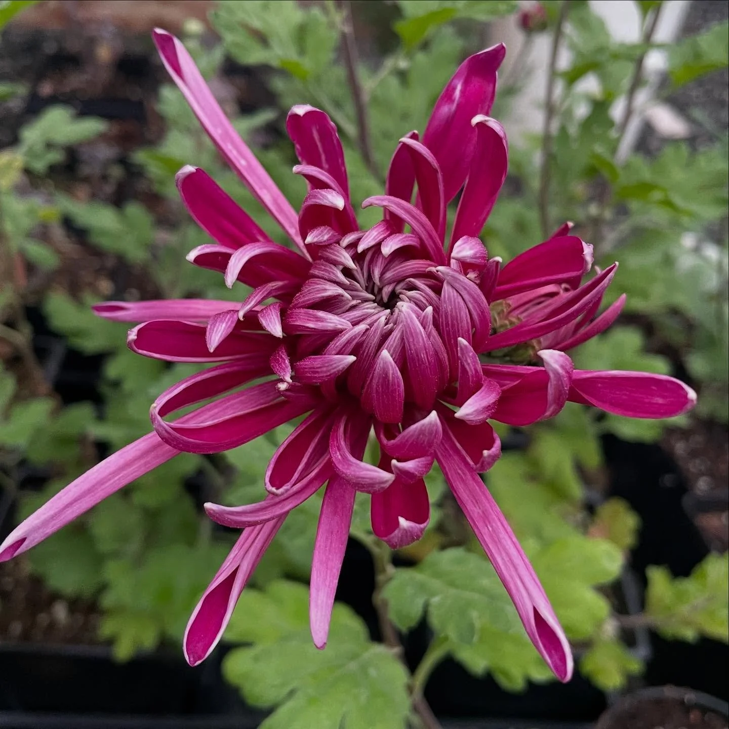 It&rsquo;s Spider Mum season, and there is a small batch of lovely heirloom varieties from our nursery available at @blossomonlopez 
Get um while they last. 🕷️ 
#spiderchrysanthemum