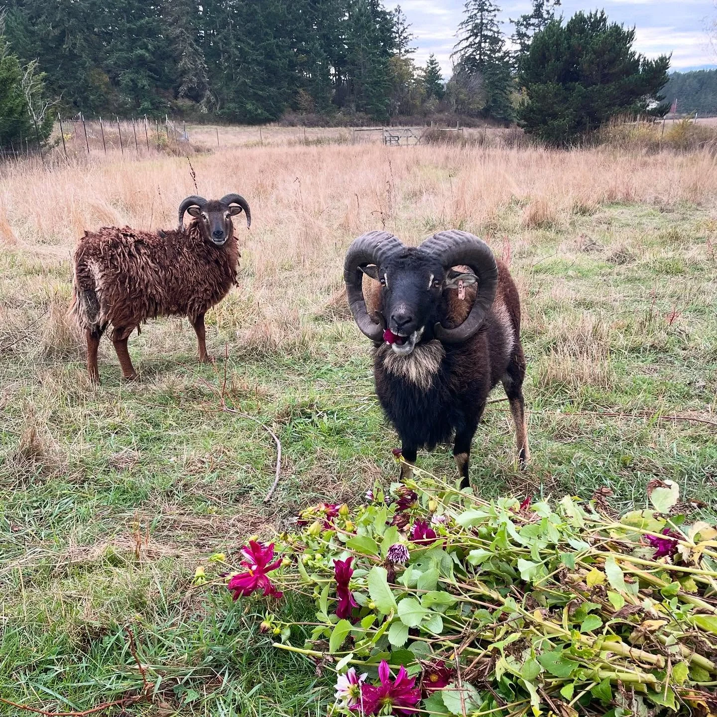 It&rsquo;s rut season and the boys in the bachelor paddock are angsty. Trying to keep them happy with regular snacks of heirloom dahlias. Only the finest. 

#soay #heirloomdahlias