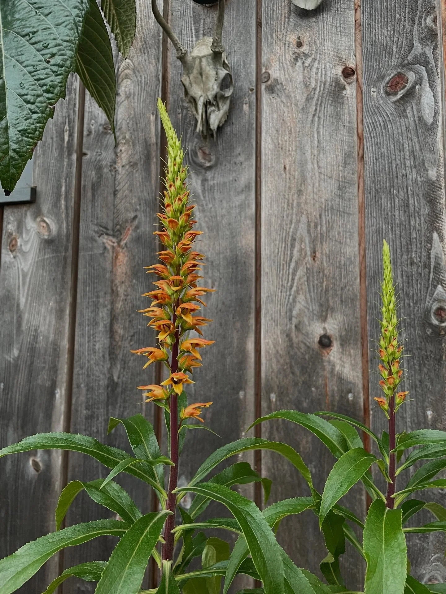 Copper blooms of Canary Island Foxglove, Isoplexis canariensis. #isoplexiscanariensis