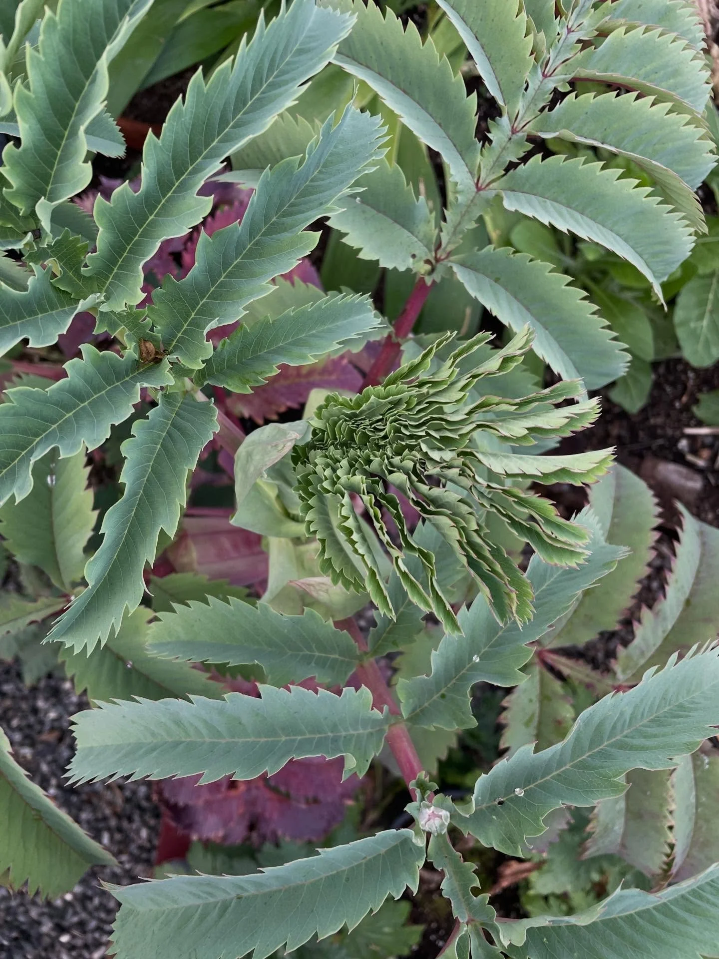 Unfurling of Melianthus major, the Honeybush. 
#melianthusmajor