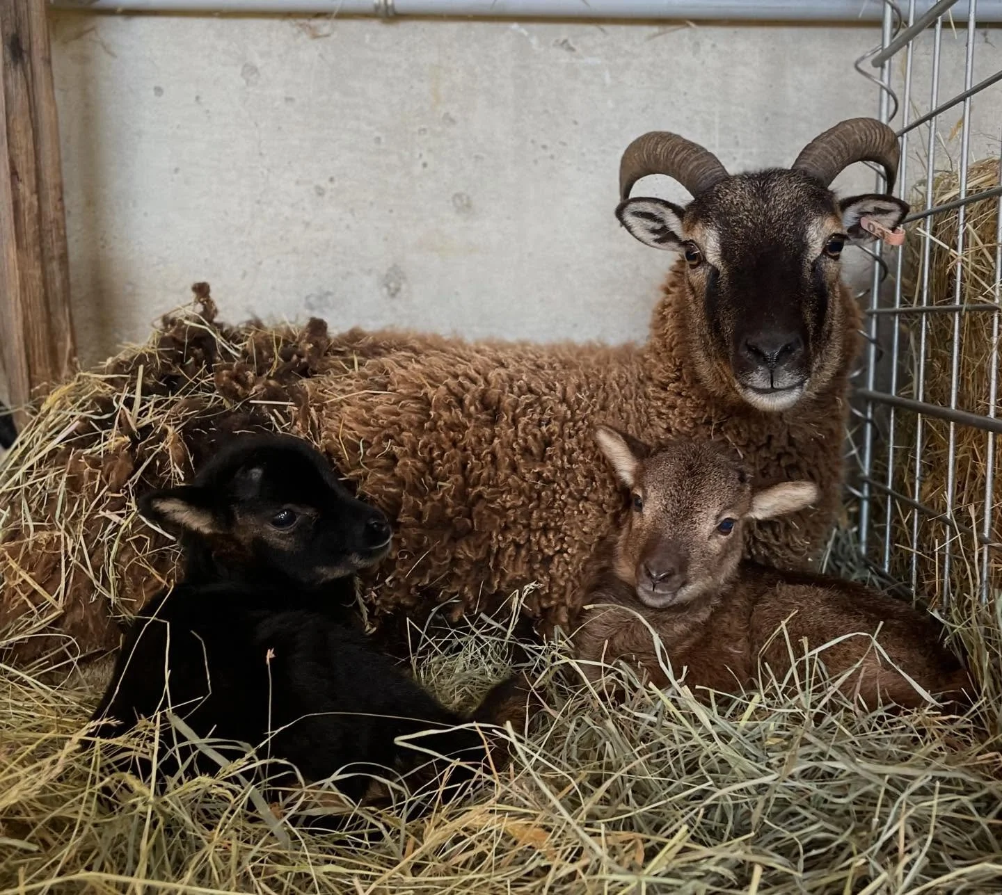 Emmy&rsquo;s family portrait. She had two little boys, yet to be named. Six lambs and counting on the farm this spring with more to come. #soay #britishsoay