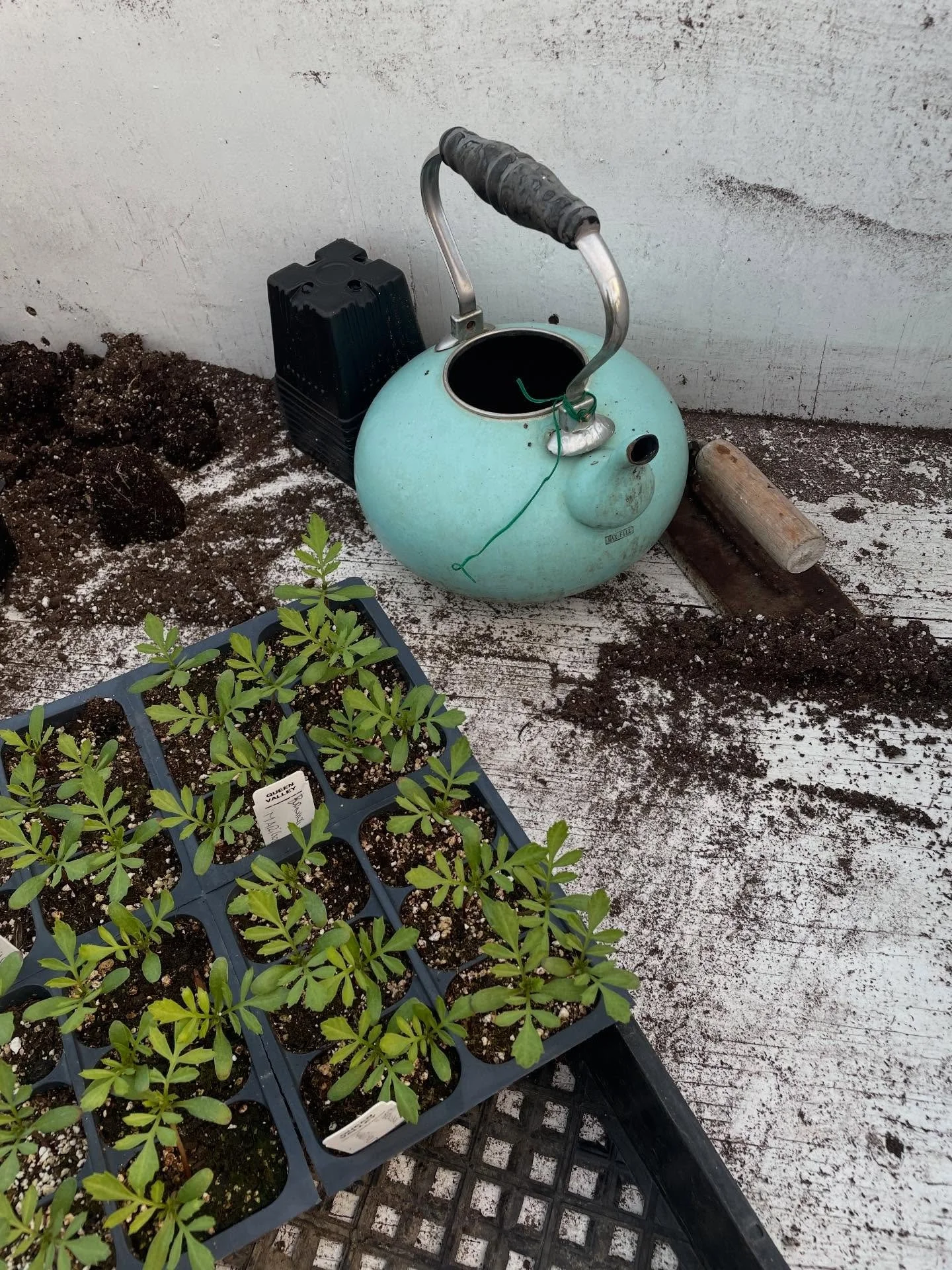 The nursery is open this Saturday 9-3.. we are packed with Lucious plants for your garden.