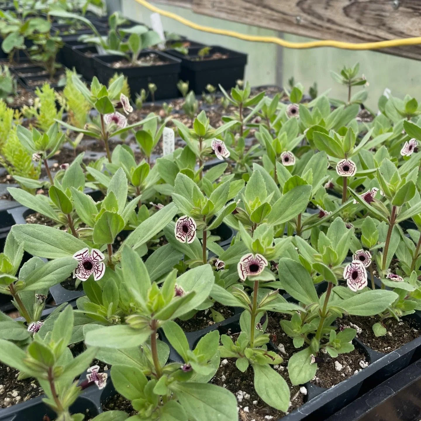 Doesn&rsquo;t get much cuter than a flat of Calico Monkey Flower #diplacuspictus a sweet little annual from the Sierra foothills. Seeds provided by @hayefieldseeds check out their cool selection!