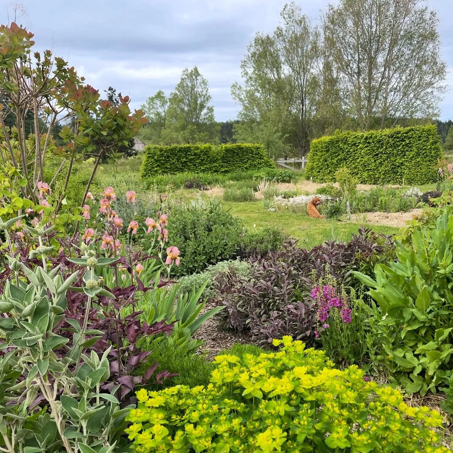 The nursery is open tomorrow, Saturday 9-3. Sooooo many plants for you and your garden and your friends and family. Hope to see you here!