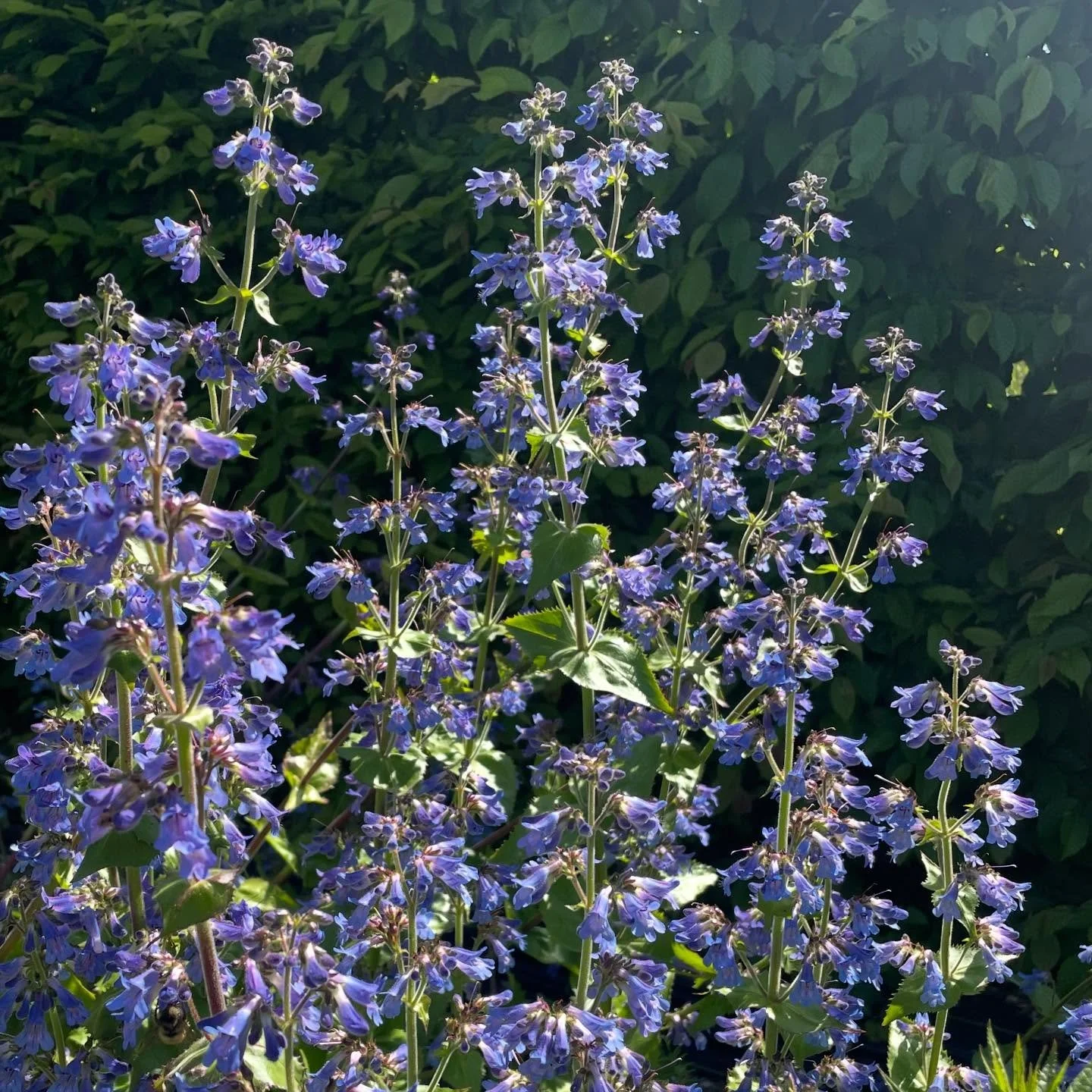 Penstemon ovatus or Broadleaf Penstemon, a PNW native, in its blossoming prime. Available this Saturday in the nursery. We are open 9-3.
Broadleaf Penstemon adds a mass of stunning blue to a sunny or part sun garden spot. And is great for attracting 