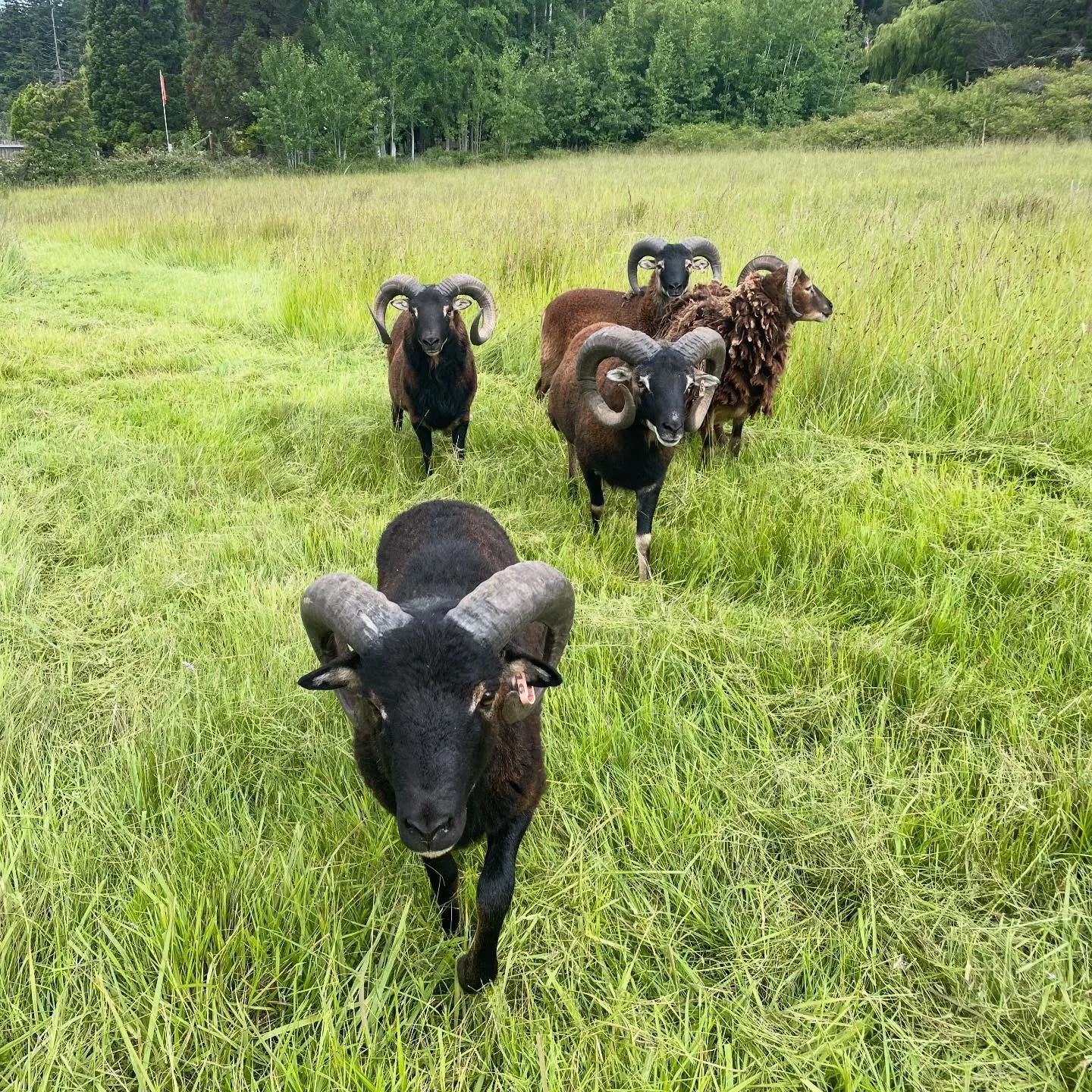 Visiting my boys in the ram pasture. Check out those curls. #soaysheep