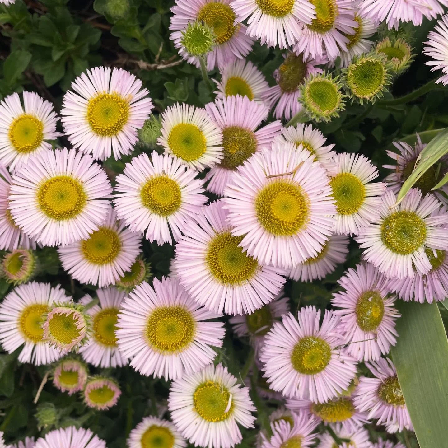 The Nursery is open tomorrow, sat 9-3. We got something for everyone!
