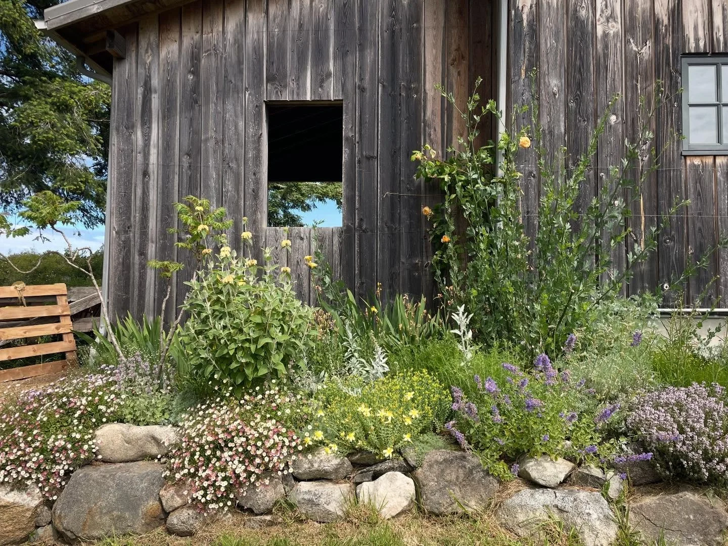 In its 3rd spring, the sunny, dry, deer resistant test garden continues to please. Most of the lovely plants can be found in our nursery on Saturdays, or at Sunset Builders for your own island garden.  @sunset.builders