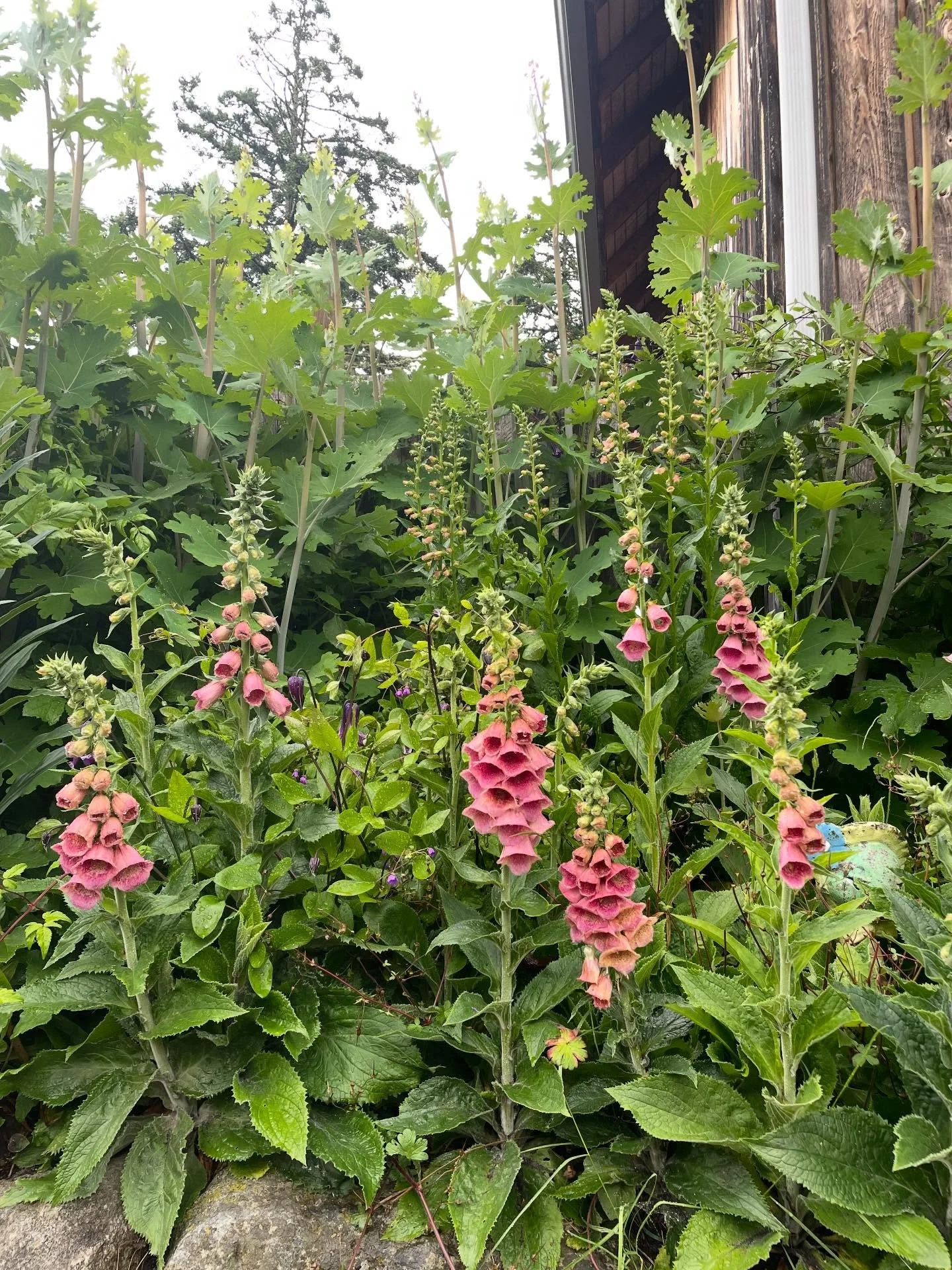 A bunch of cuties: 
Digitalis mertonensis with Macleya cordata 
Silene gallica
Rosie Riveter Teal-Sullivan
Penstemon calycosus