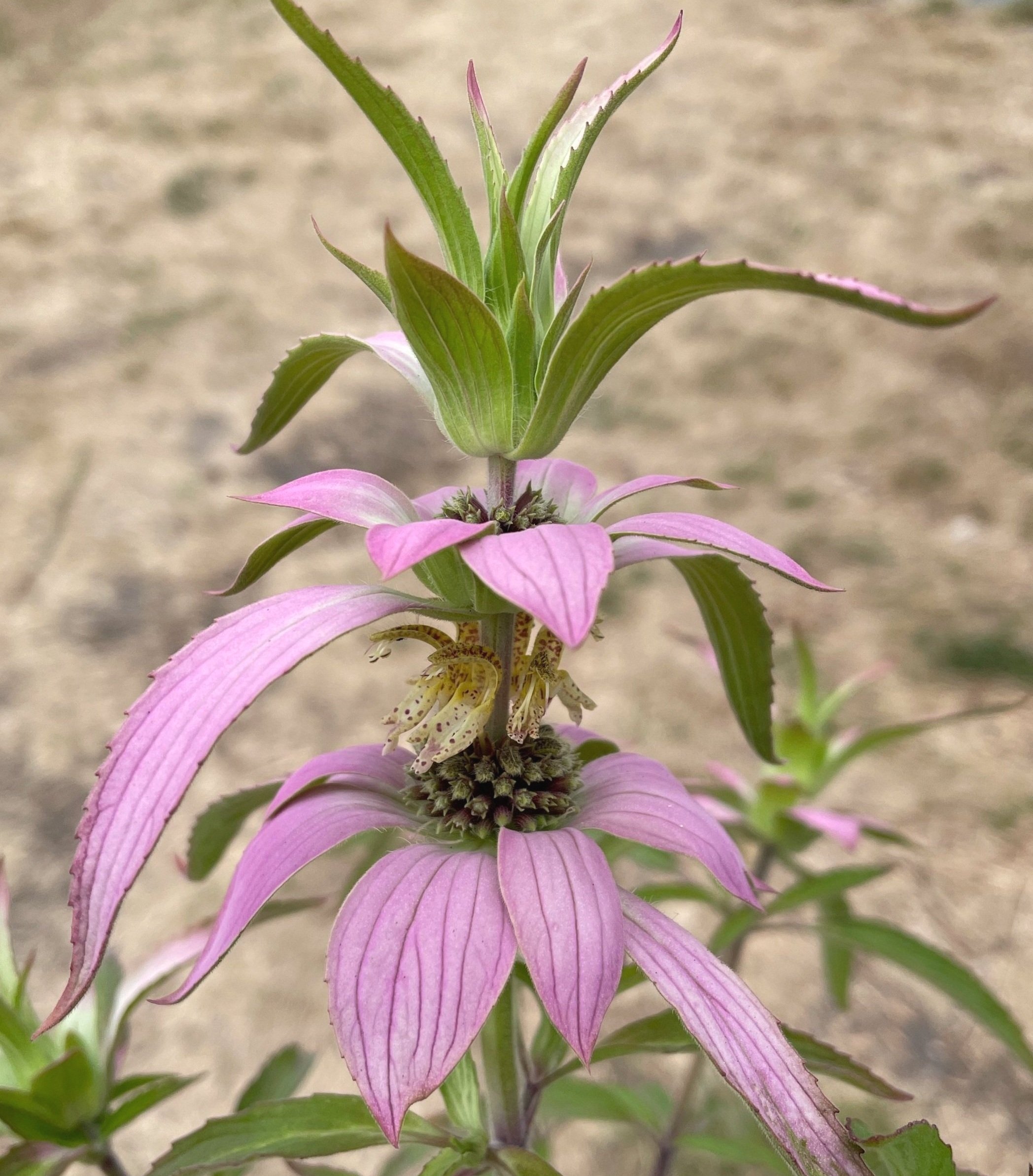 Spotted Beebalm -Monarda punctata