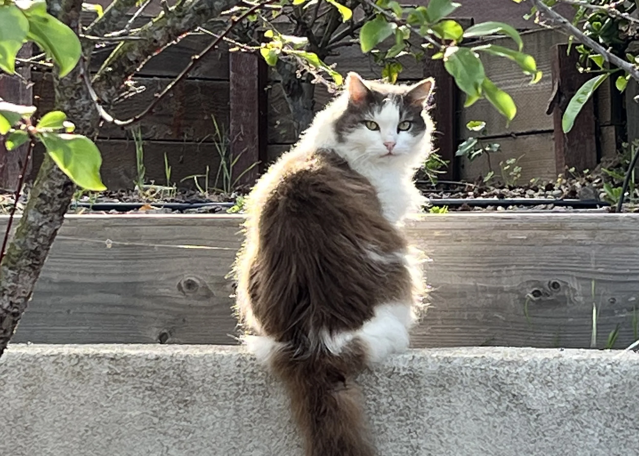 Paws On Our Hearts