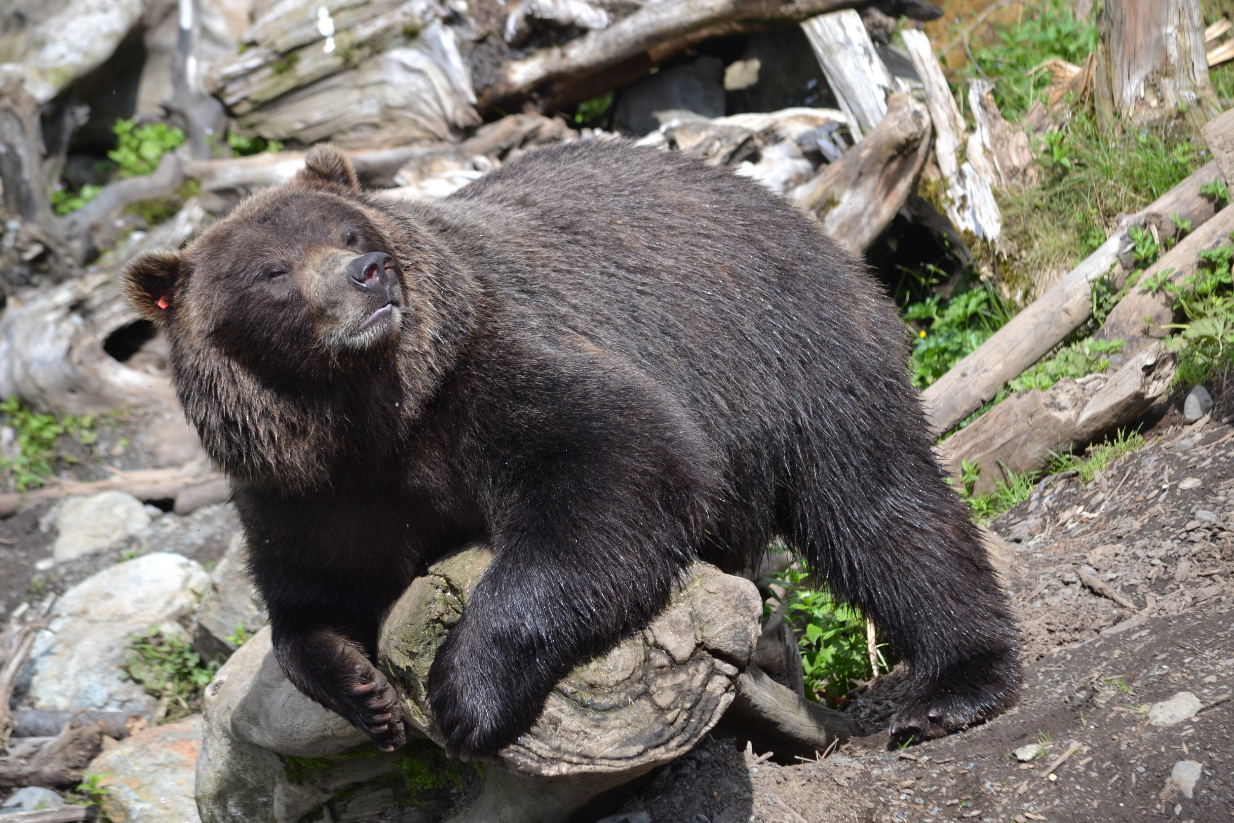 Toby, Fortress of the Bear's female brown bear. 