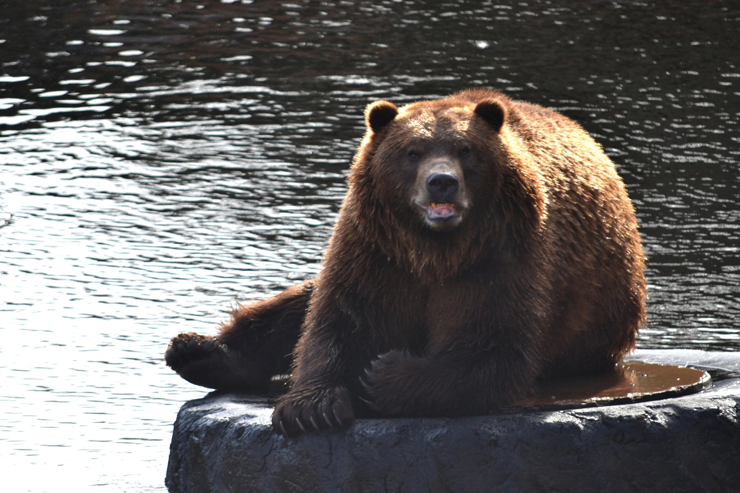 DSC_2523.JPG