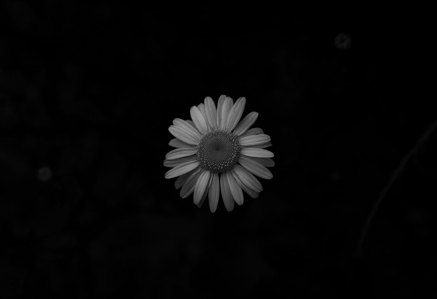 I named this image before I read that about Wendy Whelan, but it was exactly what I feel this flower was saying to me.