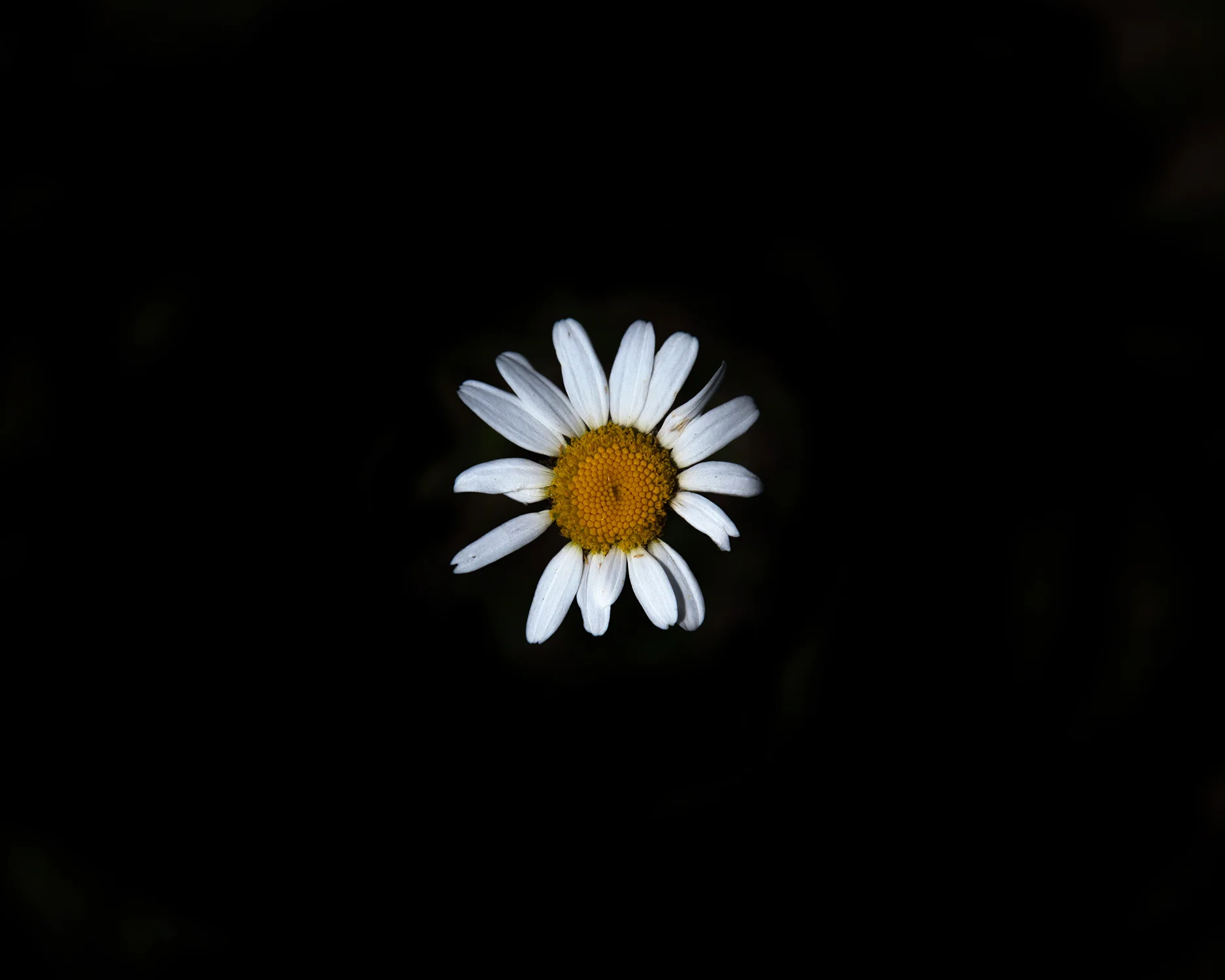 _MG_9969-daisy7.jpg
