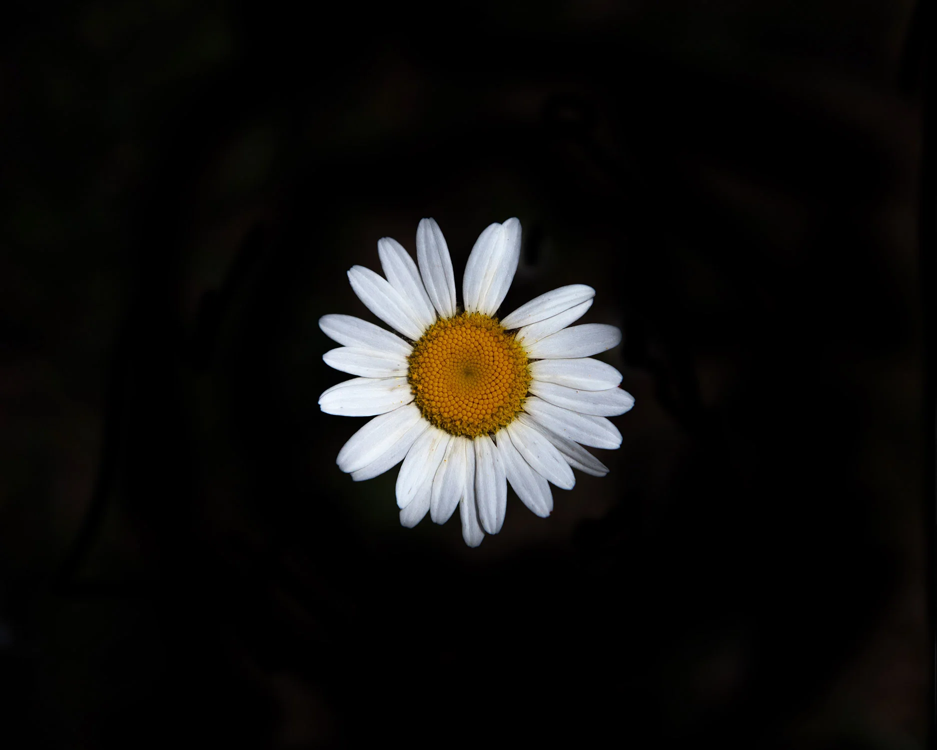 _MG_9963-daisy8.jpg